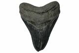 Serrated, Fossil Megalodon Tooth - South Carolina #360766-1